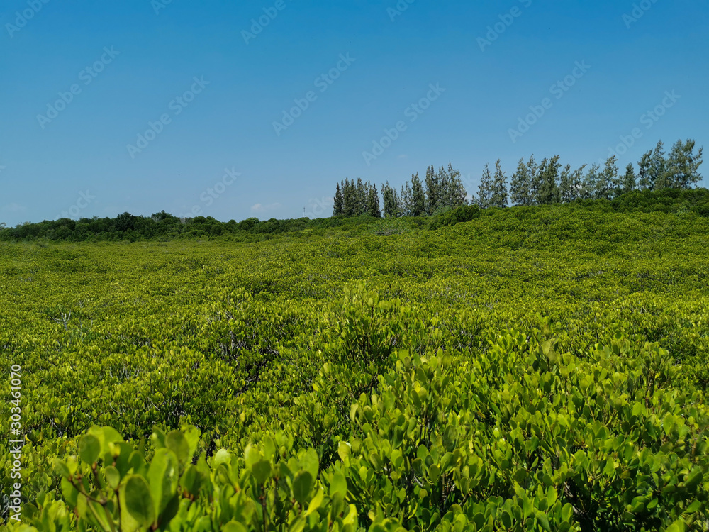 green field and blue sky green field and blue sky