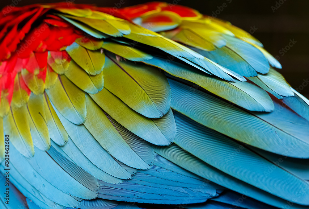 Close up of colorful bird feathers of Red and Green Macaw, exotic natural textured background in red, green and blue, Chapada dos Guimarães, Mato Grosso, Brazil Close up of colorful bird feathers of Red and Green Macaw, exotic natural textured background in red, green and blue, Chapada dos Guimarães, Mato Grosso, Brazil