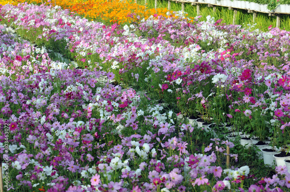 Cosmos garden