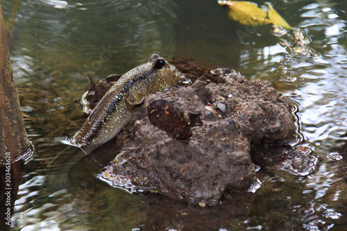 Sungei Buloh Wetland Reserve / Singapore - FEBRUARY 25, 2017: Mudskipper fish brown mud skipper with mud river water marshland photo