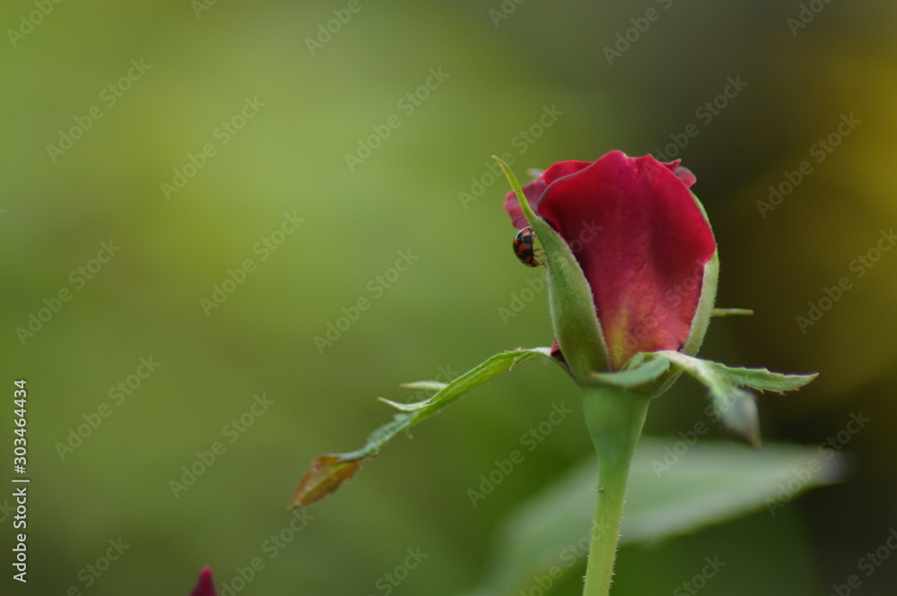 rose blooms and ladybugs rose blooms and ladybugs