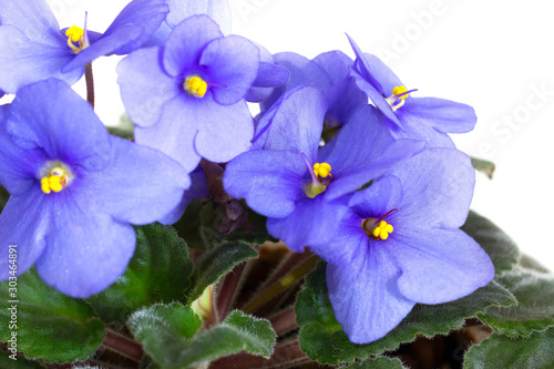 Violets  Saintpaulia  flowers in blue on a white background. The concept of home gardening. Close-up.
