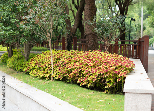 beautiful coleus bloom in a green city park