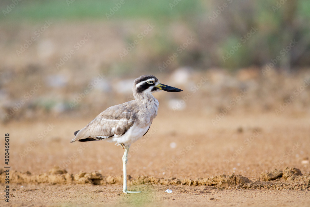 Closed up adult Great stone-curlew or great thick-knee (Esacus recurvirostris), angle view, side shot, in the morning foraging on the coastline in Laem Phak Bia, lower centre of Thailand. Closed up adult Great stone-curlew or great thick-knee (Esacus recurvirostris), angle view, side shot, in the morning foraging on the coastline in Laem Phak Bia, lower centre of Thailand.
