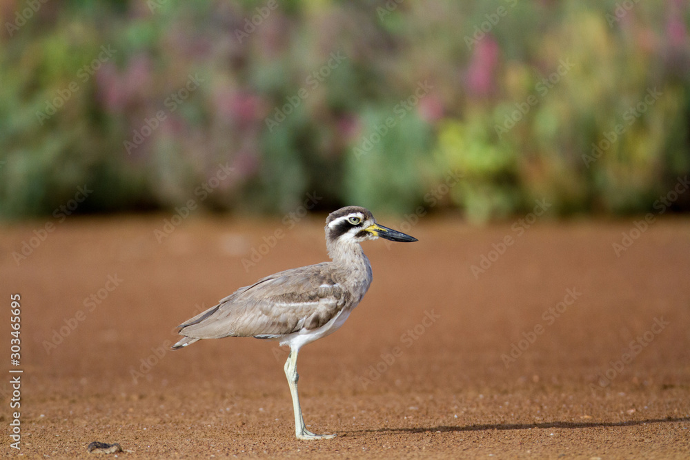 Obraz premium Closed up adult Great stone-curlew or great thick-knee (Esacus recurvirostris), angle view, side shot, in the morning foraging on the coastline in Laem Phak Bia, lower centre of Thailand.
