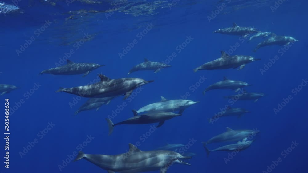 Dolphins pod underwater in deep blue sea water Dolphins pod underwater in deep blue sea water