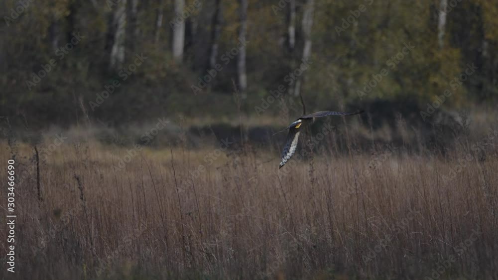 Northern Harrier hawk in flight hovering wings over tall grass hunting searching for food leaving above slow motion Northern Harrier hawk in flight hovering wings over tall grass hunting searching for food leaving above slow motion