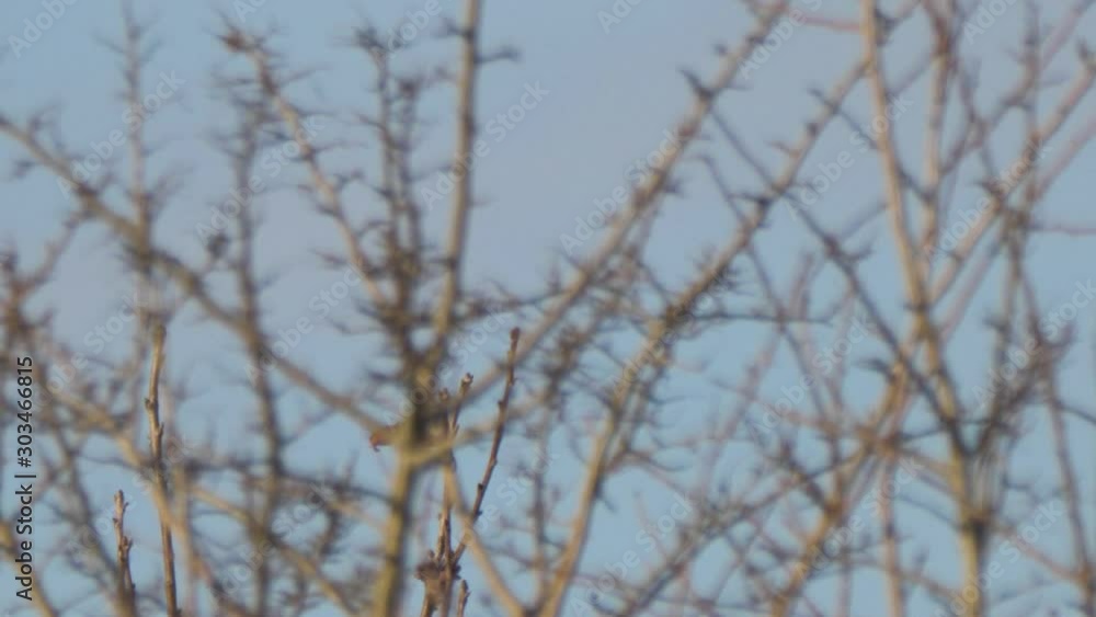 American Kestrel falcon bird taking flight from tree branches close up slow motion American Kestrel falcon bird taking flight from tree branches close up slow motion