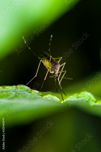 Dangerous Malaria Infected Mosquito on Green Background. Leishmaniasis, Encephalitis, Yellow Fever, Dengue, Malaria Disease, Mayaro or Zika Virus Infectious Culex Mosquito Parasite Insect Macro.