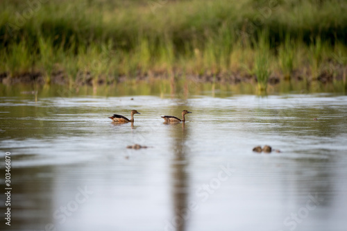 A small flock of Lesser whistling duck (Dendrocygna javanica), also known as Indian whistling duck, angle view, in the morning floating and foraging in the large swamp in southern of Thailand. © Thipwan