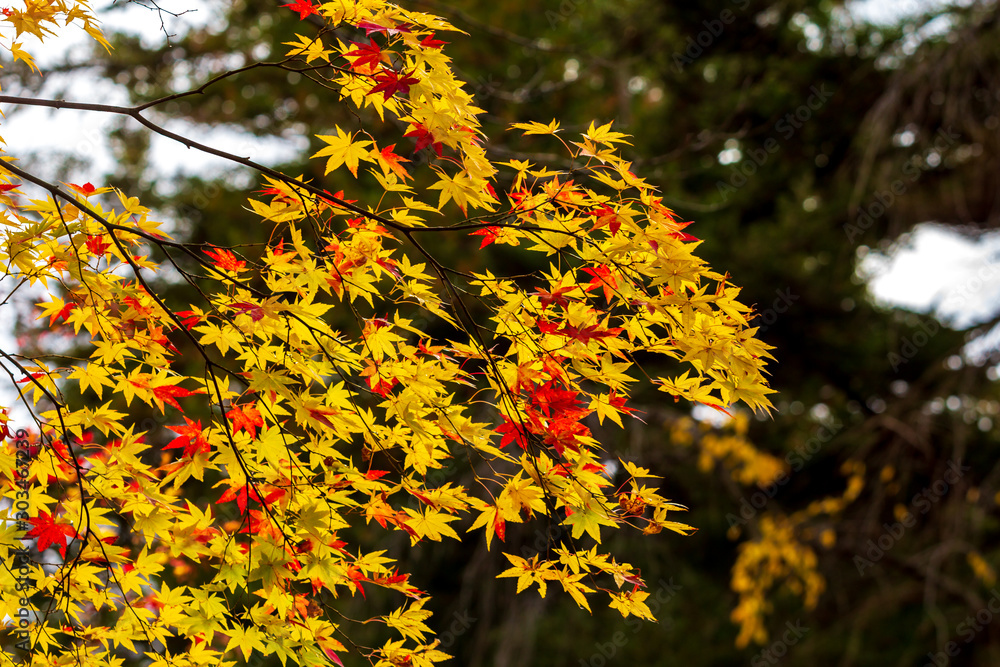 秋田県角館　武家屋敷の紅葉　秋　風景