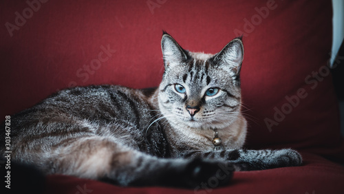 Portrait of cute siamese cat on red chair © Larry