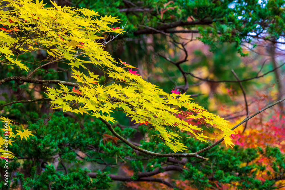 秋田県角館 武家屋敷の紅葉 秋 風景 秋田県角館 武家屋敷の紅葉 秋 風景