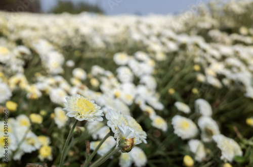 beautiful white chrysanthemum farm photo