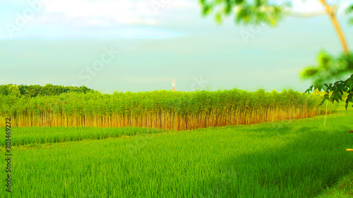 Paddy field with jute by naturally