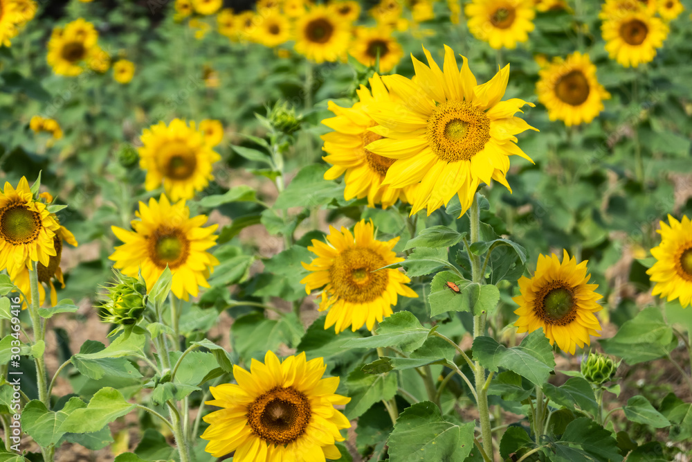 sunflowers farm with yellow flowers sunflowers farm with yellow flowers