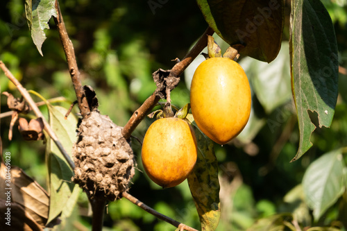 persimmons on the tree photo