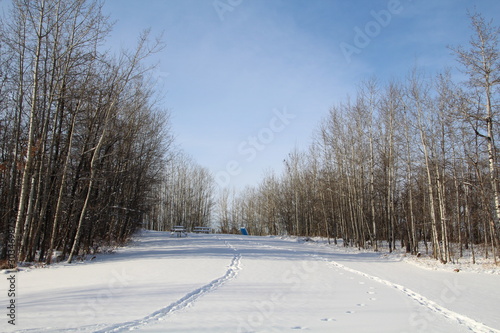 Winters Forest, Elk Island National Park, Alberta