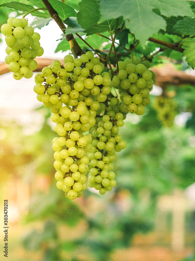 Bunches of young green grapes hanging on the vine with green leaves in organic garden.