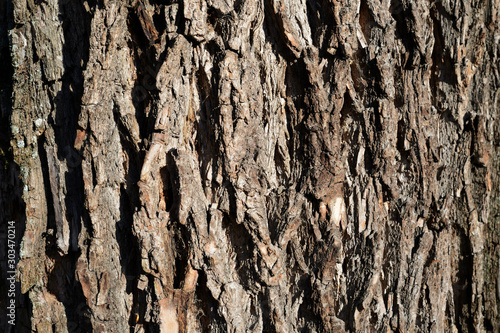 The bark of an old tree lit by the sun closeup. Abstract natural background