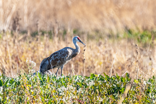 Lesser Sandhill Crane wintering on the wetlands of Merced National Refuge, Central California photo