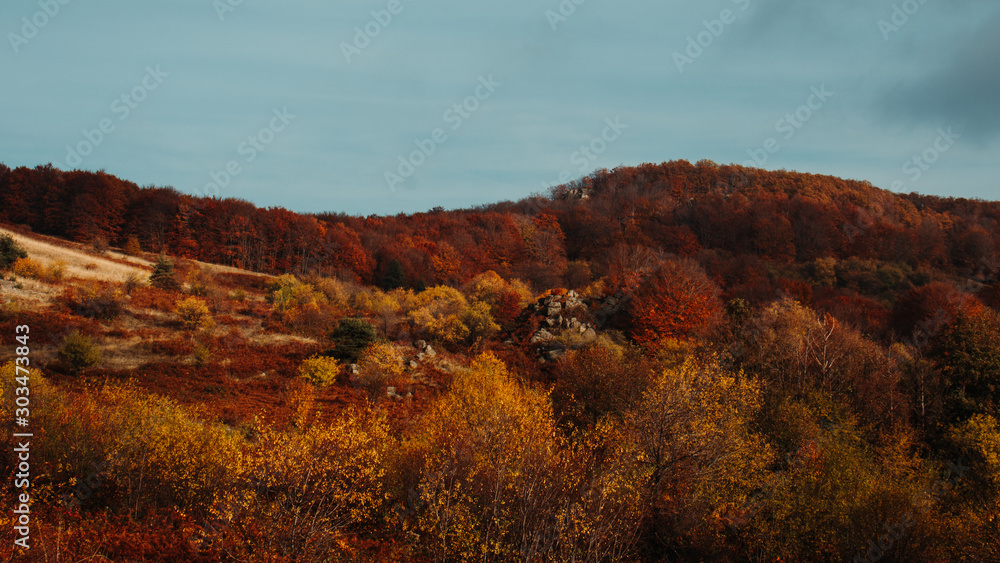 Autumn colors in the forest