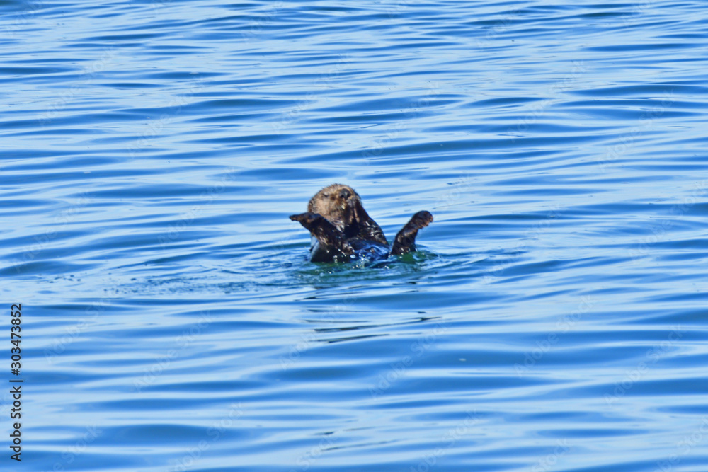 Fototapeta premium Sea Otter