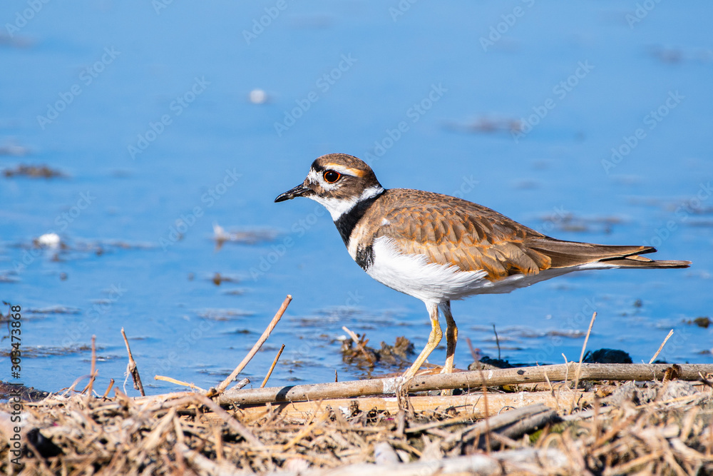 Φωτογραφία Close up of Killdeer (Charadrius vociferus) on the shoreline of a pond in Merced