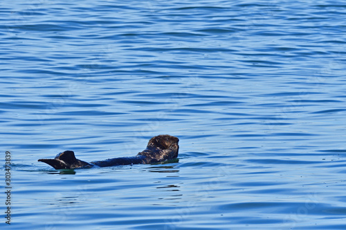 Sea Otter © Bipul Haldar