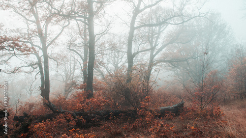 fog in the forest