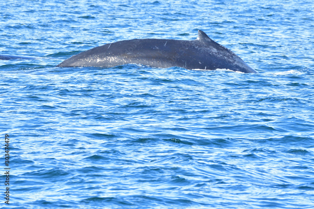 Humpback Whale Diving Humpback Whale Diving