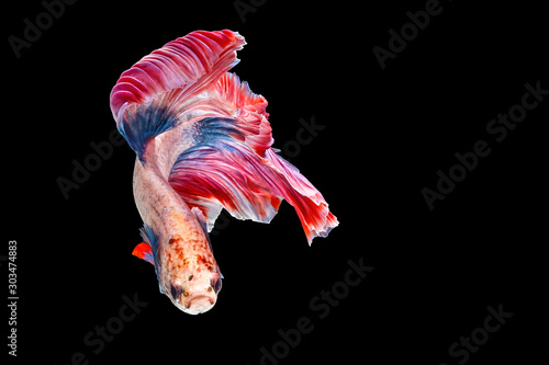 Pink batte fish has color blue and pink at tails, isolated on a black background. File contains a clipping path.