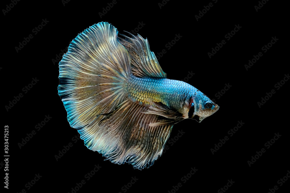 Drak green fighting fish with golden reflections Isolated on a black background.File consists of the clipping path. Drak green fighting fish with golden reflections Isolated on a black background.File consists of the clipping path.