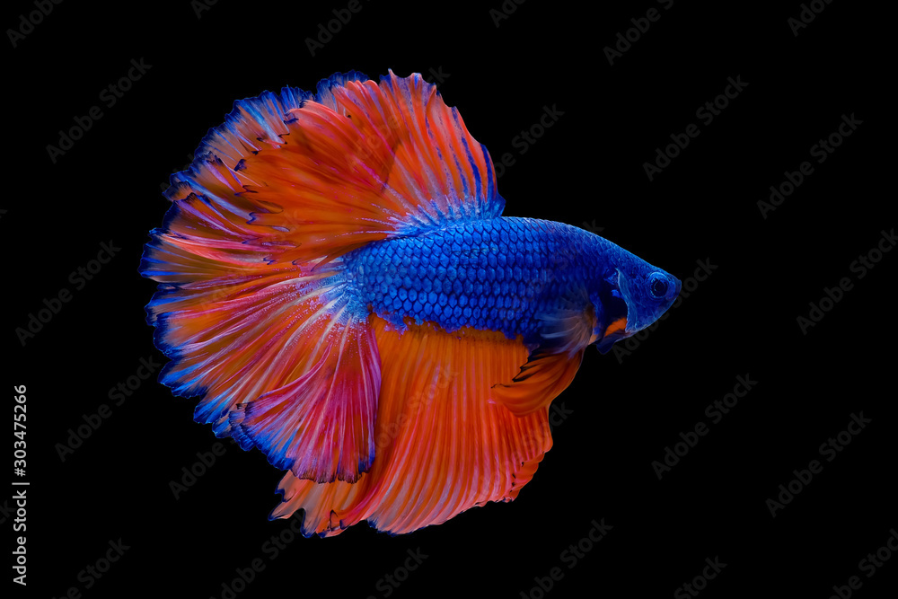 Obraz premium Blue with orange tail Betta Siamese fighting fish, betta splendens (Halfmoon betta, Pla-kad (biting fish) isolated on black background. File contains a clipping path.