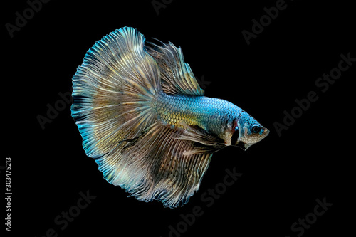 Drak green fighting fish with golden reflections Isolated on a black background.File consists of the clipping path.
