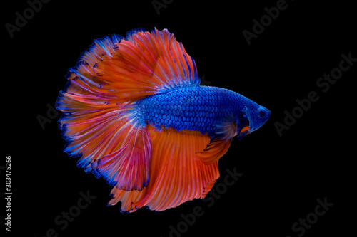Blue with orange tail Betta Siamese fighting fish, betta splendens (Halfmoon betta, Pla-kad (biting fish) isolated on black background. File contains a clipping path.