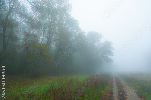 Autumn scenery in the forest  with mist and eerie light