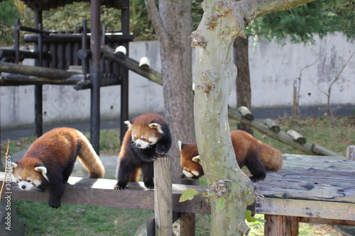 レッサーパンダ photo