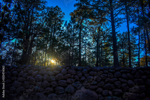 The trees