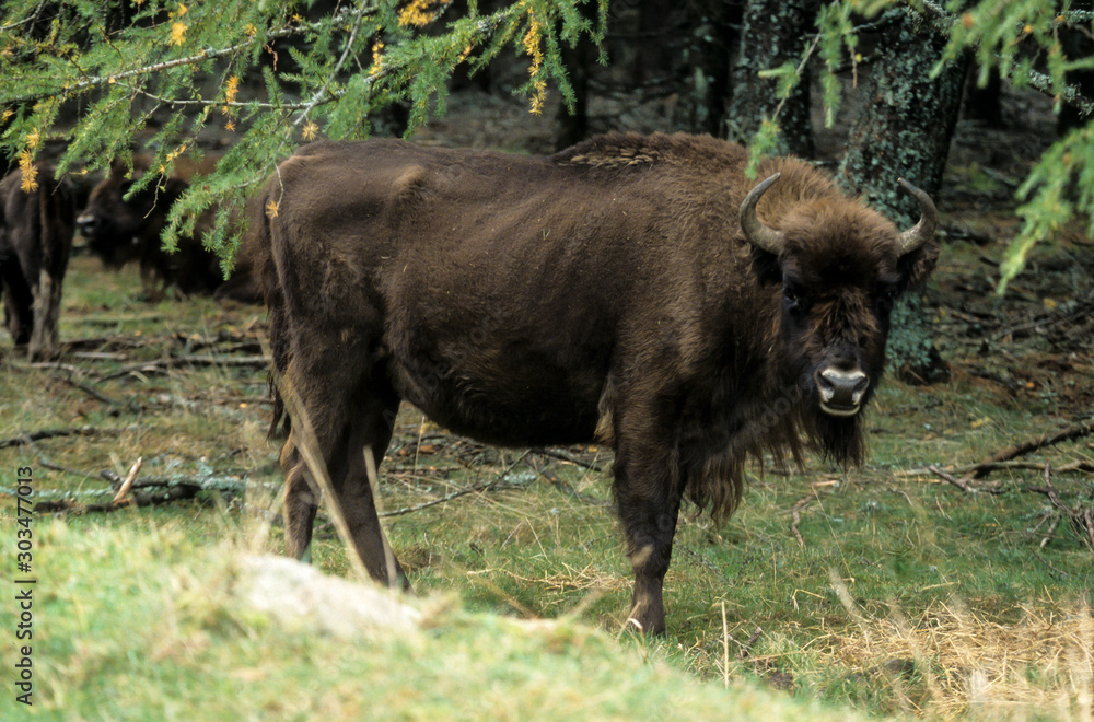 Bison d'Europe, Bison bonasus