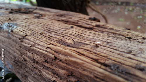 tronco viejo madera