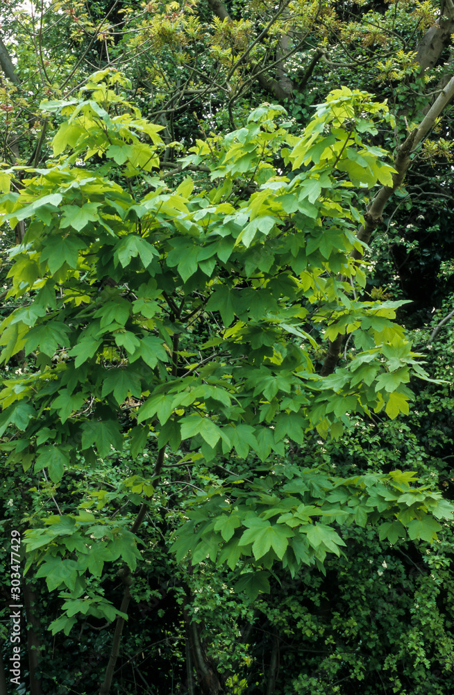 Acer pseudoplatanus, Erable sycomore Acer pseudoplatanus, Erable sycomore