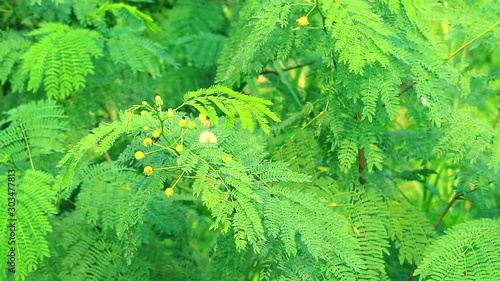 White Popinac or acacia is an elixir Popular with young shoots, can be dipped into fresh vegetables with chili paste paste. Or eat with oysters photo