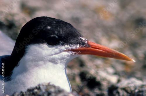 Sterne pierregarin, nid ,.Sterna hirundo, Common Tern photo