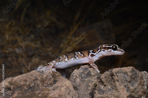 Termite hill gecko, Hemidectylus shahgali, Saswad, Pune, Maharashtra India