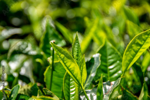 Tea leafs macro