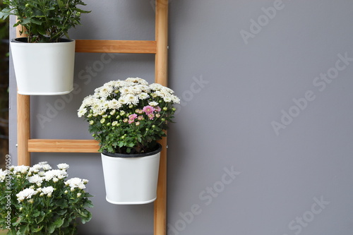 white flower in pot plant hanging wooden jack ladder decoration on gray wall