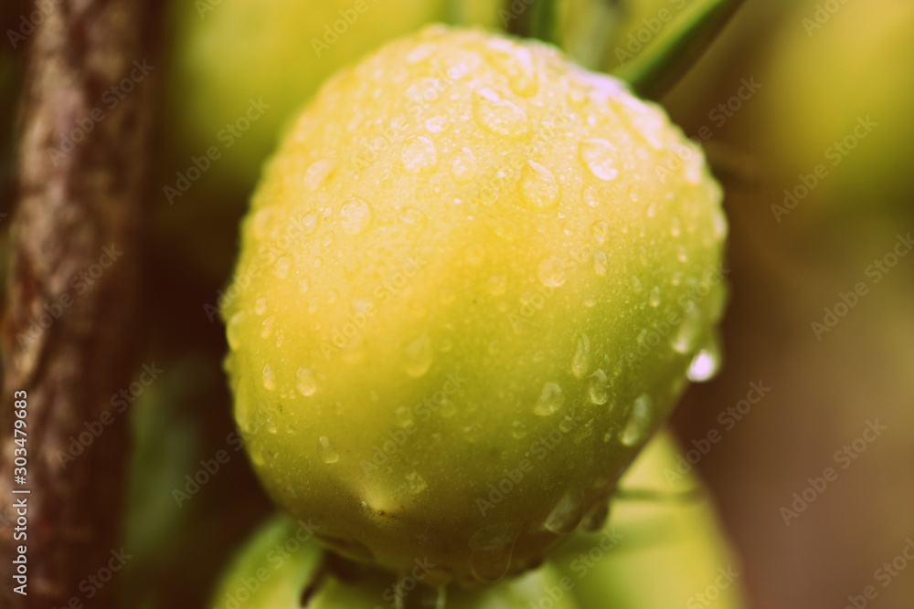 Unripe tomatoes with drops of water in a summer garden after rain close-up. Retro style Unripe tomatoes with drops of water in a summer garden after rain close-up. Retro style