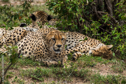 Cheetah at Maasai Mara