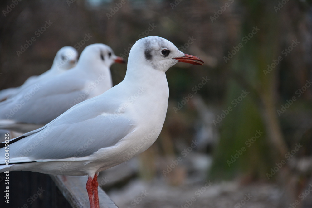 seagull on beach